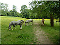 Horses on the footpath