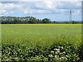 Pylon in a crop field