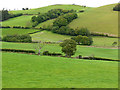 Fields by the Nant Cae-garw