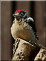 TQ3643 : Young Great Spotted Woodpecker by Peter Trimming