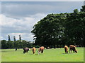 NZ2365 : The lowing herd winds slowly oe'r the Leazes by Mike Quinn