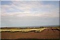 Daffodil Fields