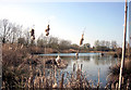 Reeds and Seeds, Radley Lakes