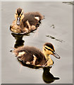 J3370 : Ducklings, Belfast by Albert Bridge