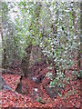 Stream feeding the Ravensbourne/Quaggy system, south of Beech Dell, BR2 (3)