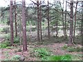 Lochan, Devilla Forest