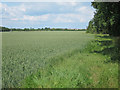 Wheat field off Molehill Road