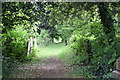 Overgrown avenue, Brockley Cemetery