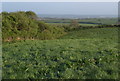 Pasture near Treswarrow Farm