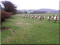 Sheep near Kildale