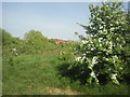 Hawthorn blossom on Bedfont Pits