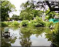 Bluebell Centre Pond