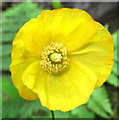 SJ8959 : Flower of the Welsh Poppy by Jonathan Kington