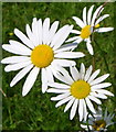 Ox Eye Daisy, St John the Baptist