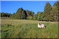 NN7523 : Rough Sheep Pasture below Drumnachoran by Mick Garratt