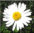 Ox-eye Daisy flower