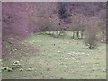 Daffodils, Farndale