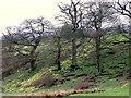 Wild Daffodils, Farndale