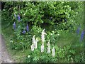 Lofthouse Colliery Nature Park - lupins (2)