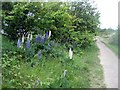 Lofthouse Colliery Nature Park - lupins (3)