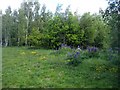 Lofthouse Colliery Nature Park - wild flowers