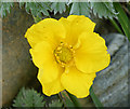 Silverweed (Potentilla anserina)