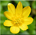 Lesser Celandine (Ranunculus ficaria)