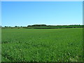 Farmland near Amotherby