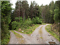 Forking of forest road at Rychraggan