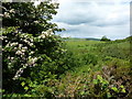 Hawthorn and brambles in Dunge Clough