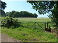 Field by track from Ducksick Wood