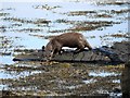 Otter in bay near Jura Manse