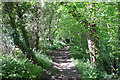 The Dales Way in woodland