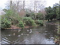 TQ4066 : Pond, Pickhurst Lane Recreation Gardens (3) by Mike Quinn