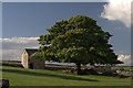 Tree and small barn