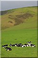 SD1584 : Friesian Cows near Beckside by Mick Garratt