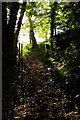 Far End, Sheepscombe: path leading up to the road from the valley floor