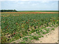 View across fields above Burgh Castle Marshes