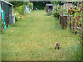 A fox cub on the allotments