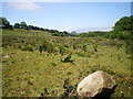 Rough grazing land at Gellifawr