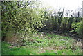 Marshy pond by the Greensand Way