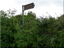 M2429 : Signpost to the Alder trees by Rick Crowley