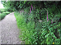 Foxgloves by the path