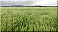 Barley field