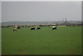 Cattle grazing by the ECML