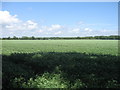 A field of peas, Ancton