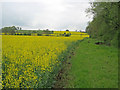 SK6956 : Oilseed rape fields near Maythorne Farm by Trevor Rickard