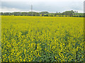 Oilseed rape crops in the Greet Valley