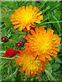 Orange Hawkweed (Pilosella aurantiacum), Bishopstone