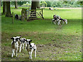 Inquisitive piebald lambs